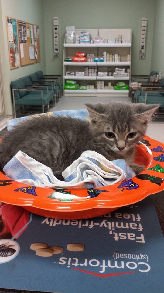 Regent Avenue Veterinary Clinic | 1600 Regent Ave W, Winnipeg, MB R2C 3B5, Canada | Phone: (204) 668-7594