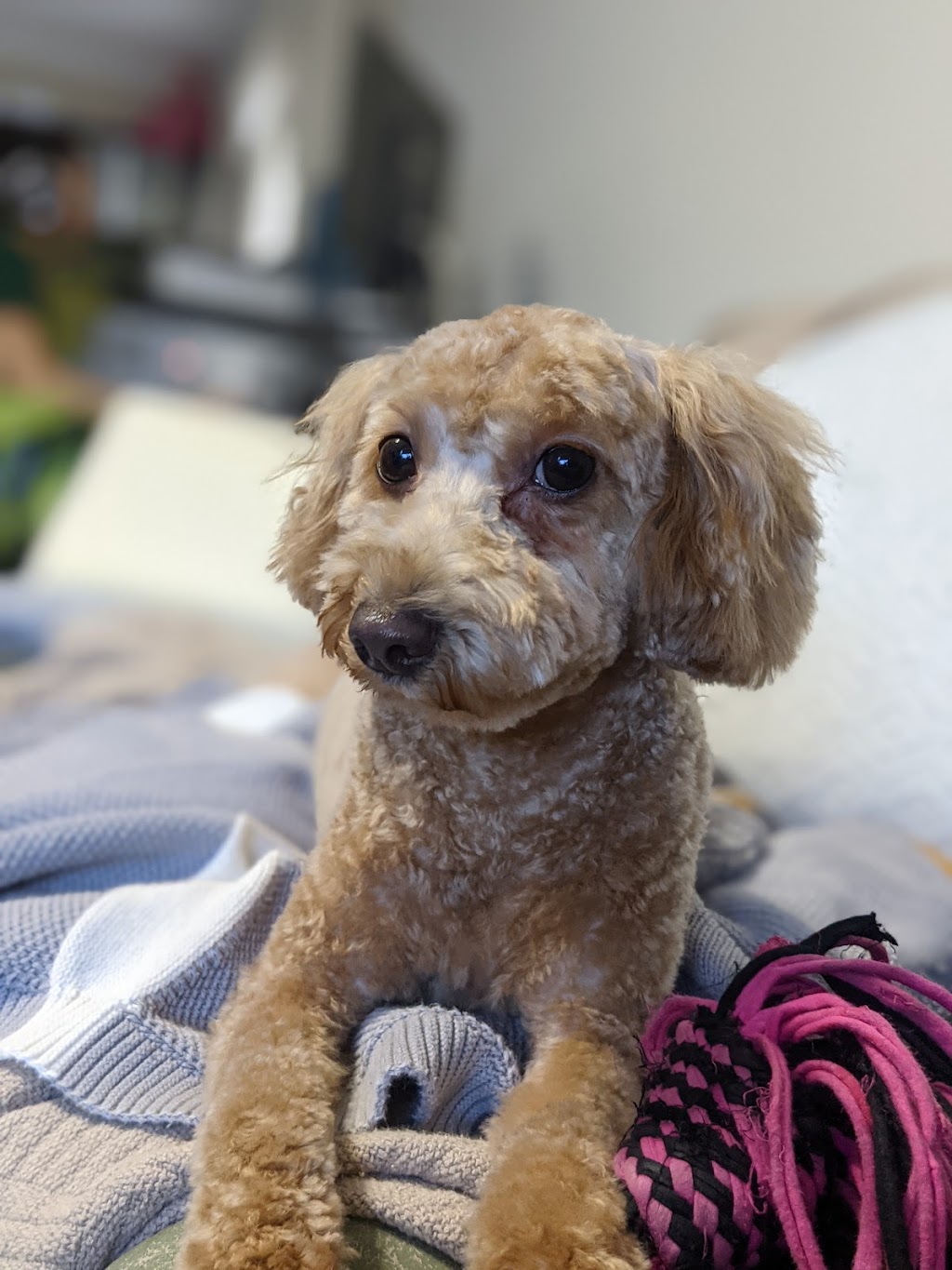 Perfectly Pampered Paws | 12116 161 Ave NW, Edmonton, AB T5X 5M8, Canada | Phone: (780) 406-5565