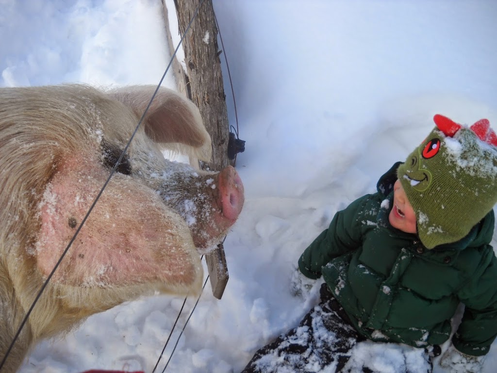 Wandering Moose Farms | 1579 Riley Rd, Franklin, VT 05457, USA | Phone: (802) 285-6844
