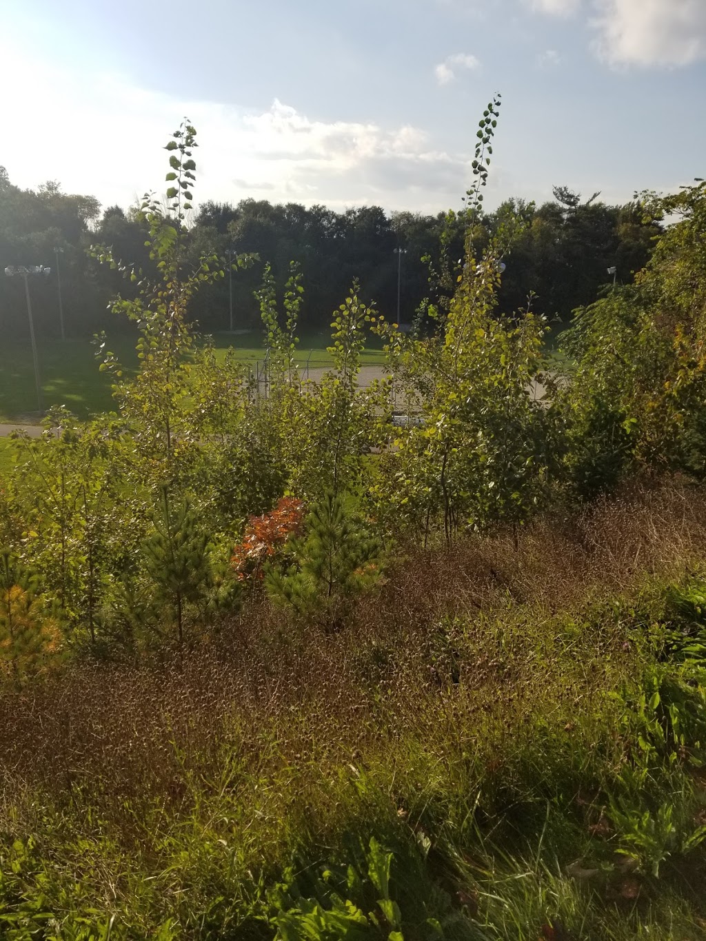 Roding Park | 600 Roding St, North York, ON M3M 2A6, Canada