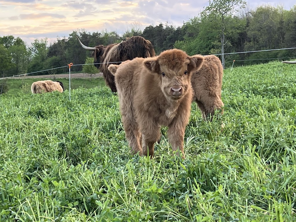 Springer Lake Farms | 45184 Browntown Rd, Listowel, ON N4W 3G7, Canada | Phone: (519) 498-3298