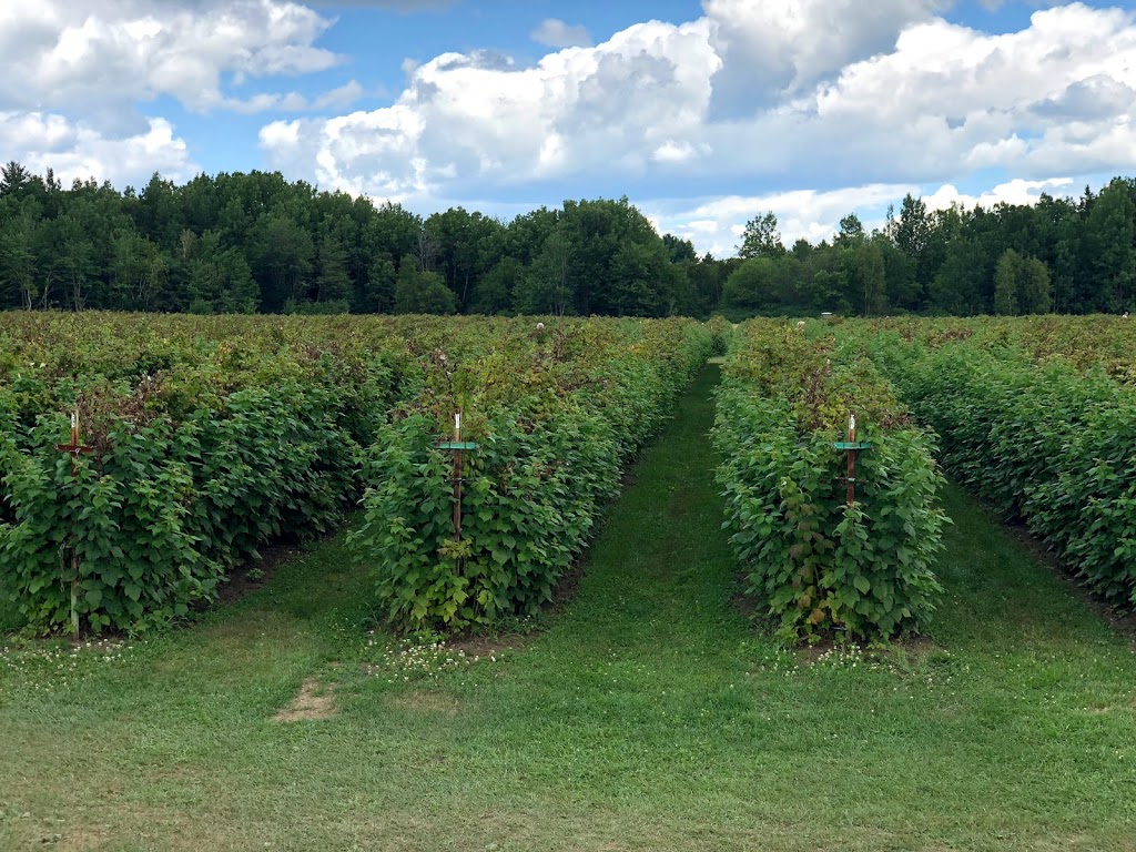 Framboisière et Bleuets Daniel Lavallée | 1101 Chemin de la Grande Rivière S, Yamachiche, QC G0X 3L0, Canada | Phone: (819) 296-2343