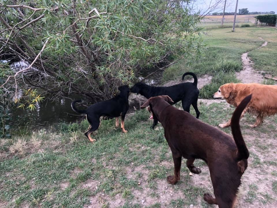 Kellys Kountry Kennels | Township Rd 104 & Range Rd 23-4, Nobleford, AB T0L 1S0, Canada | Phone: (403) 824-3905
