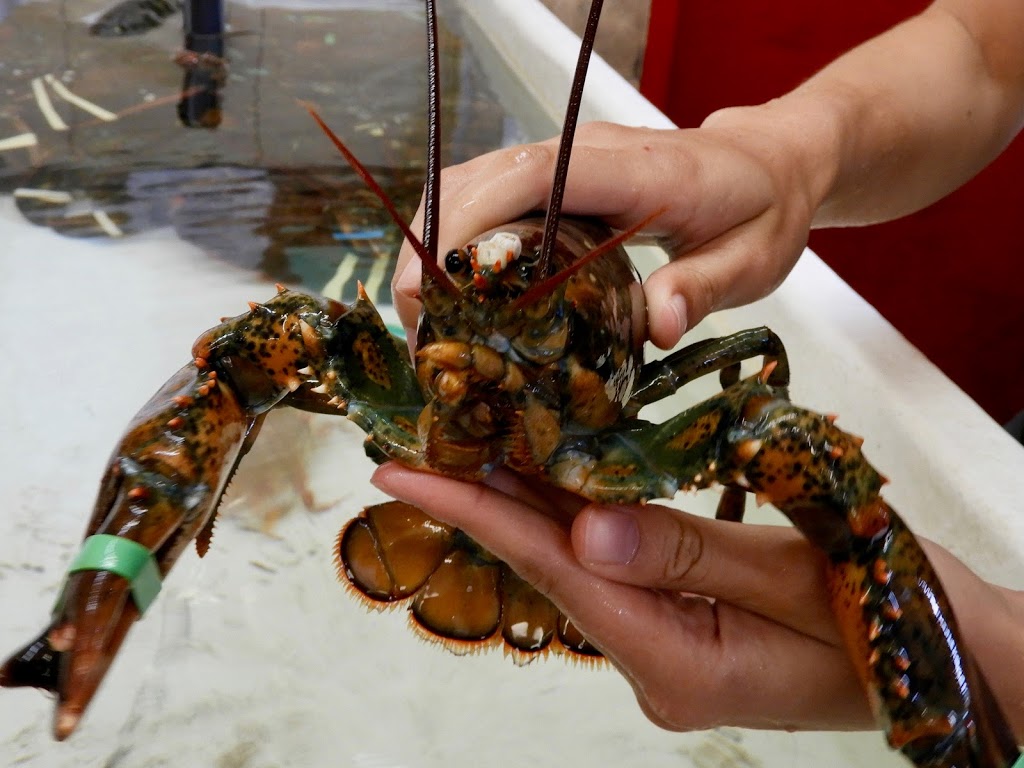 Alma Lobster Shop | 36 Shore Ln, Alma, NB E4H 1K4, Canada | Phone: (506) 887-1987