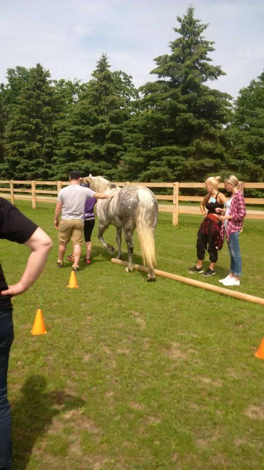 Leading Edge Equine Academy | 515588 11 Line, Woodstock, ON N4S 7V7, Canada | Phone: (226) 749-4830