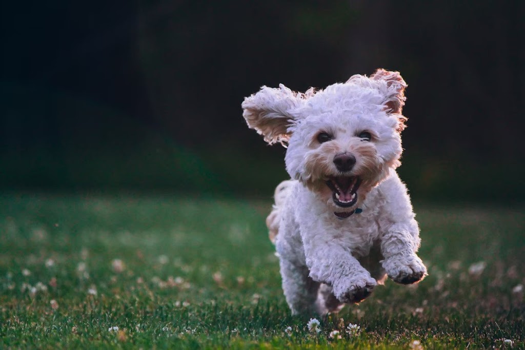 MyWalkies | 17 Dunbow Rd W, De Winton, AB T0L 0X0, Canada | Phone: (403) 921-4415