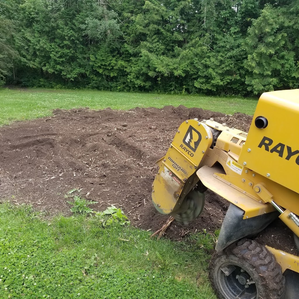 Beaver Tree Removal | 119 Guest Ct, St. Marys, ON N4X 1E5, Canada | Phone: (519) 857-8215