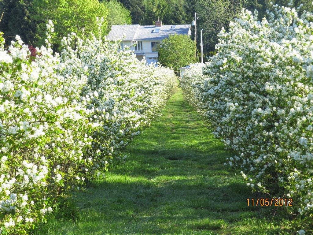 South Island Saskatoons | 1245 Fisher Rd, Cobble Hill, BC V0R 1L4, Canada | Phone: (250) 743-9464