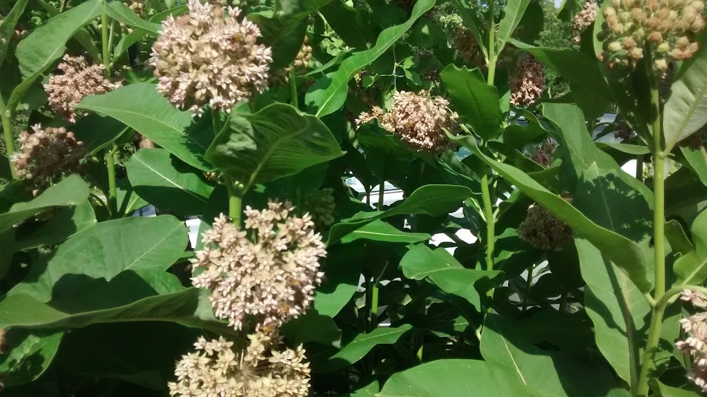 Awesome Berries & Gardens | 7505 Northville Rd, Thedford, ON N0M 2N0, Canada | Phone: (519) 828-3872
