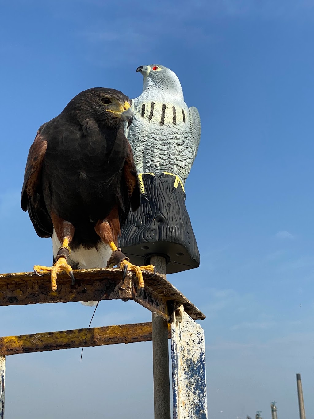 Hawkeye Bird and Animal Control & Falconry Experience North York | 1 Hycrest Ave #602, North York, ON M2N 6V8, Canada | Phone: (416) 429-5393
