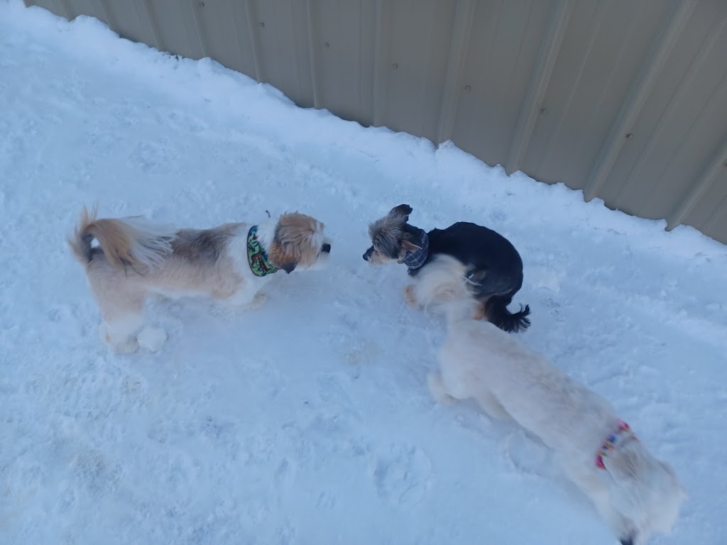 Garderie canine le havre de Caro | 252 rang 5, Saint-Ferdinand, QC G0N 1N0, Canada | Phone: (819) 362-5567