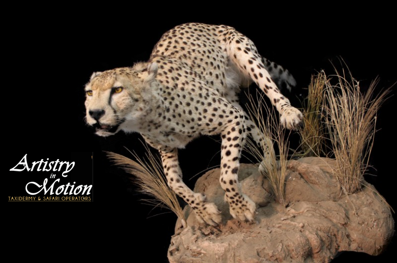Artistry In Motion Taxidermy- Canadas Largest Taxidermy Studio | 347 Durham Regional Rd 8, Uxbridge, ON L9P 1R1, Canada | Phone: (905) 852-1119