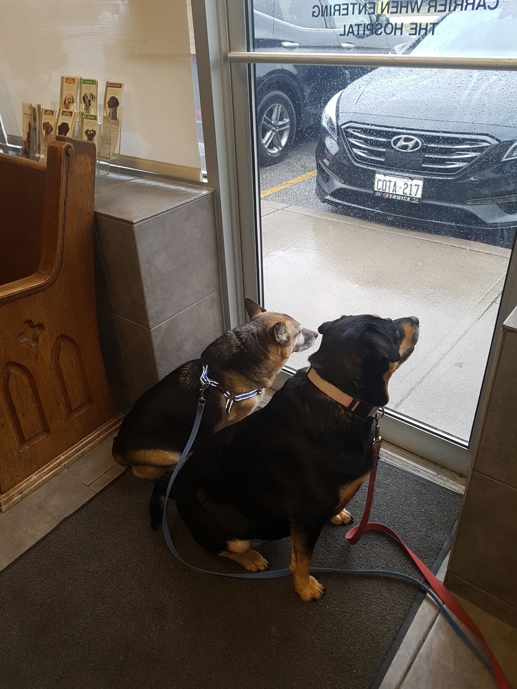 The Rapids Veterinary Hospital | 1403 Michigan Ave, Sarnia, ON N7S 0B1, Canada | Phone: (519) 542-8118