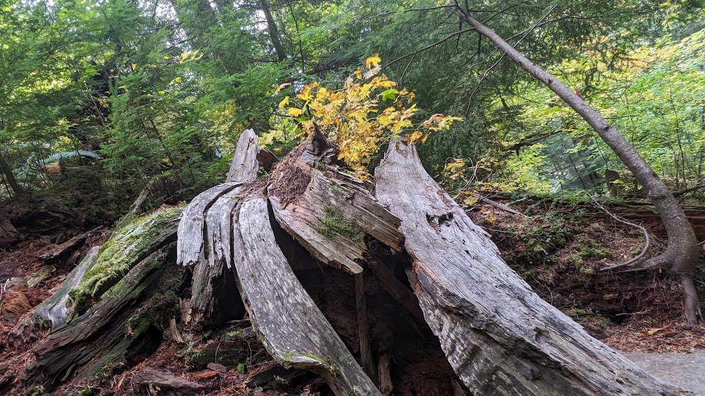 Five Cedars Campground | 51521 Chilliwack Lake Rd, Chilliwack, BC V4Z 1A7, Canada | Phone: (604) 866-8920
