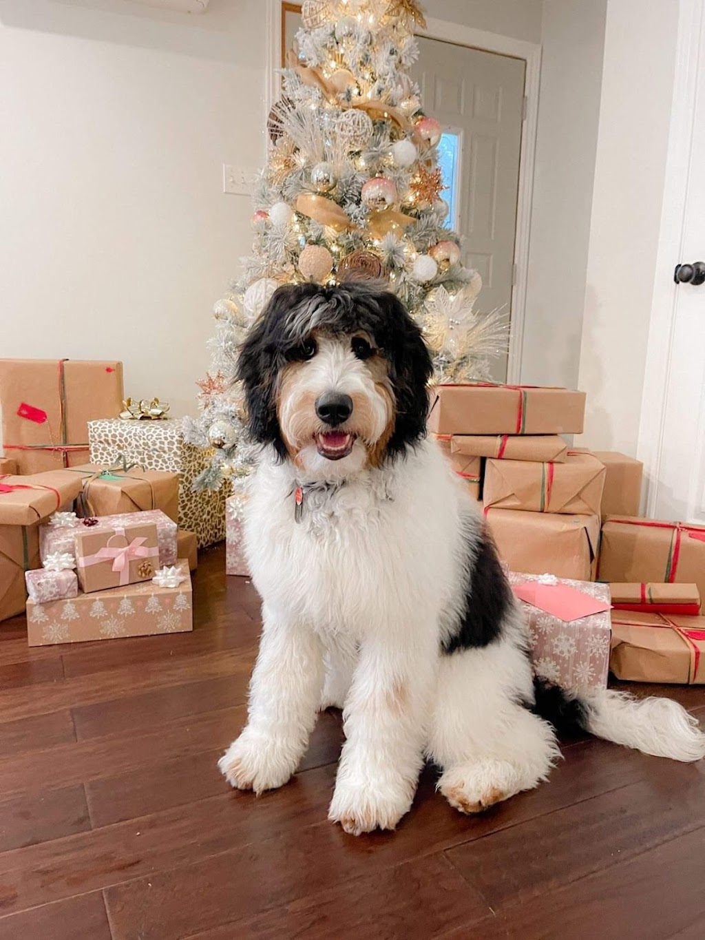 Better with a Bernedoodle | Berry Mills Rd, Berry Mills, NB E1G 0M4, Canada | Phone: (506) 227-3191