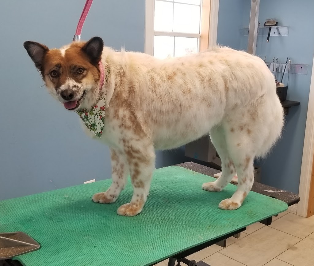 Grooming by Kerri | 63308, Range Rd 271, Jarvie, AB T0B 4B0, Canada | Phone: (780) 224-7064