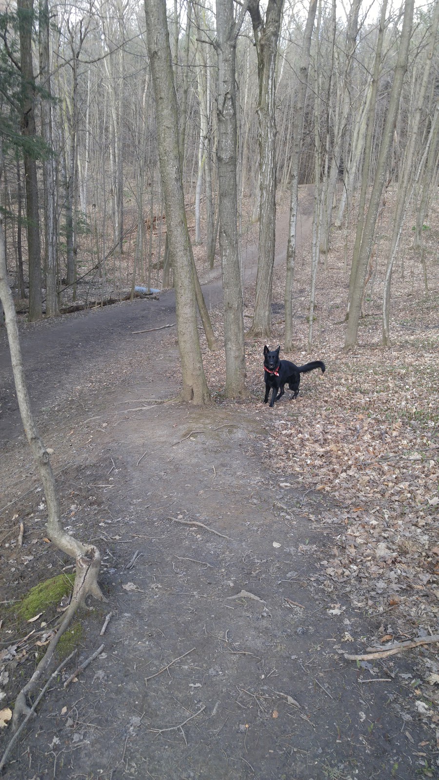 Crown land trail | 2665-2703 Queen St, Wilmot, ON N0B, Canada