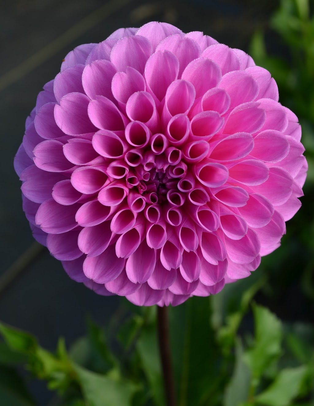 Floraison Ferme Florale | 3604 Route des Tulipes, La Conception, QC J0T 1M0, Canada | Phone: (819) 686-5252
