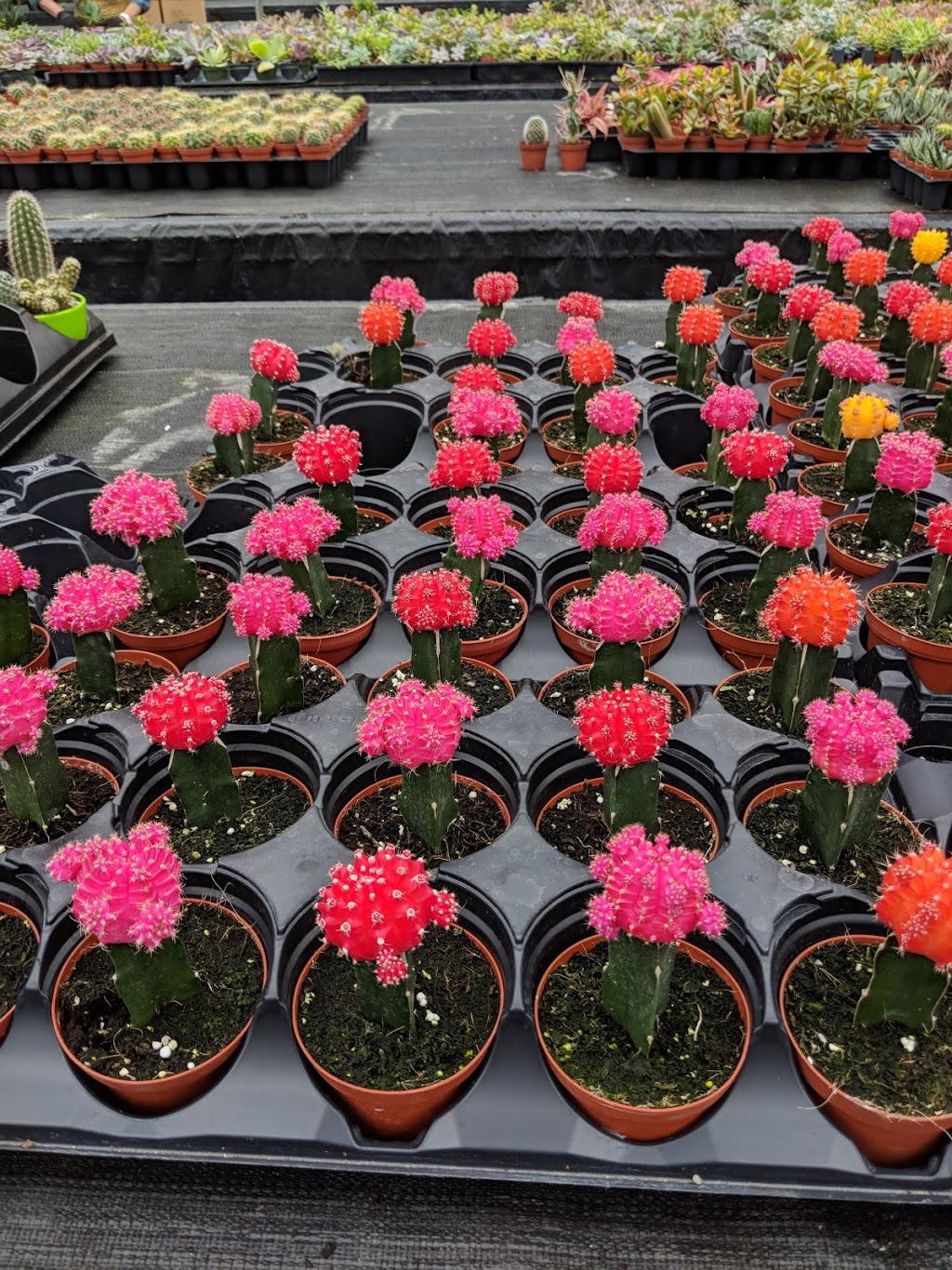 Sharples Greenhouses Garden Gallery | 2136 Upper James St, Mount Hope, ON L0R 1W0, Canada | Phone: (905) 679-4192