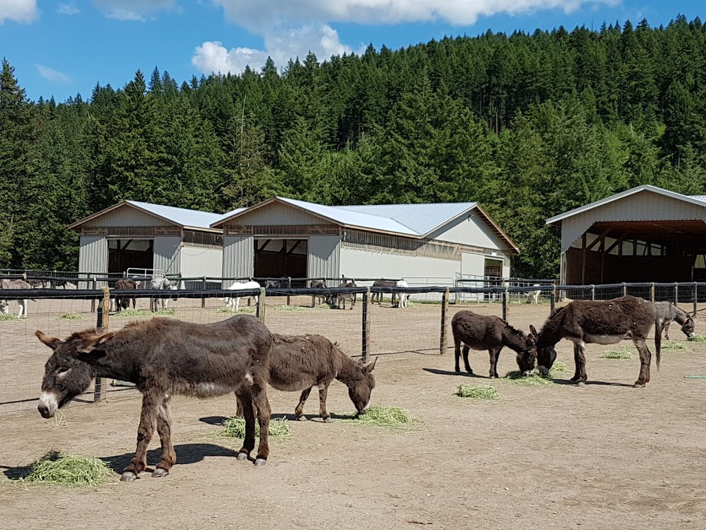 Turtle Valley Donkey Refuge | 7877 Skimikin Rd, Chase, BC V0E 1M1, Canada | Phone: (250) 679-2778