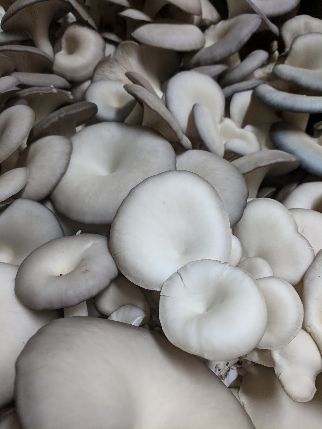 Mushroom Kingdom | 5278 248 St, Aldergrove, BC V4W 1A7, Canada | Phone: (778) 551-0909