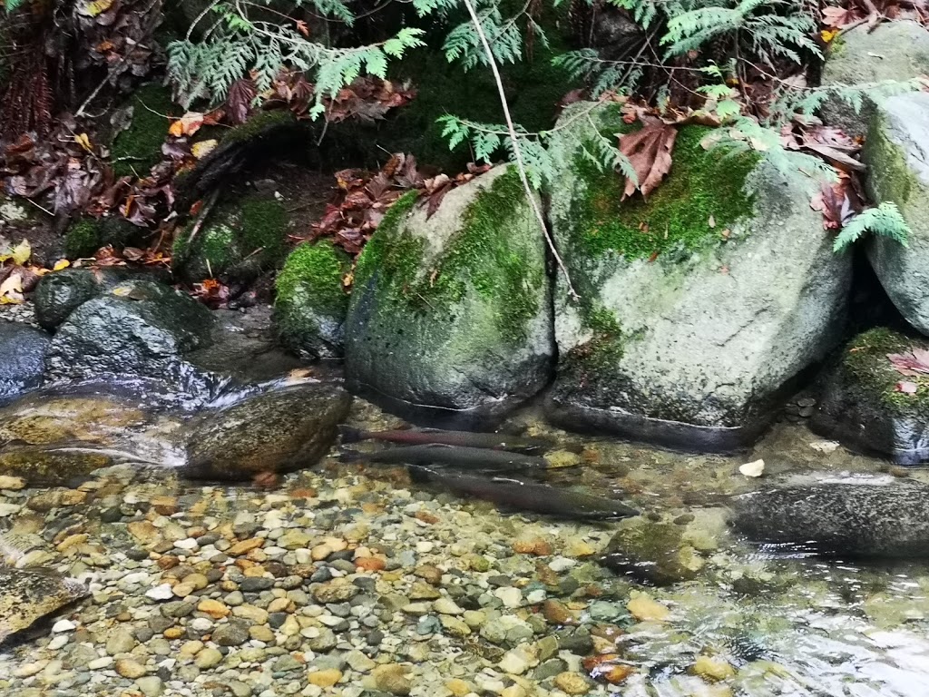 Hyde Creek Watershed Society | 3636 Coast Meridian Rd, Port Coquitlam, BC V3B 0E4, Canada | Phone: (604) 461-3474