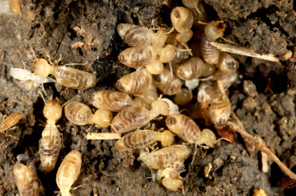 Garden City Pest Control | 2345 Selwyn Rd, Victoria, BC V9B 6L8, Canada | Phone: (250) 479-8788