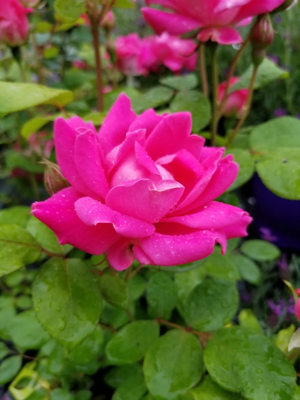 Hunters Garden Centre & Flower Shop | 15175 72 Ave, Surrey, BC V3S 2G3, Canada | Phone: (604) 590-2431