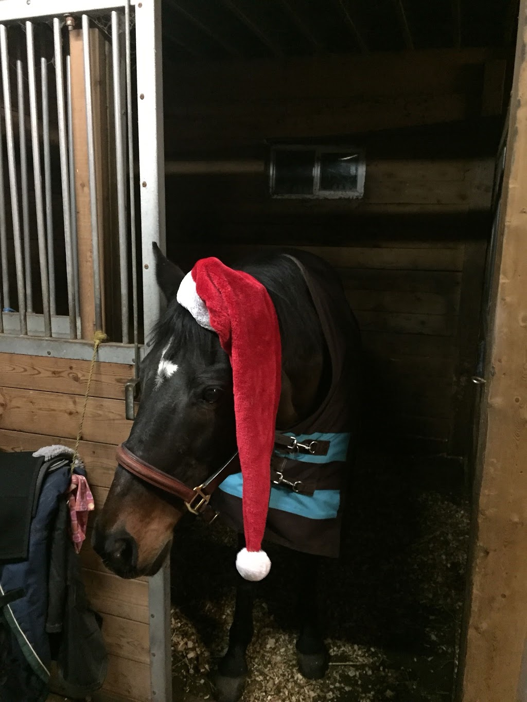 DreamRidge Equestrian | 95 Townline Road East, Port Perry, ON L9L 1B3, Canada | Phone: (416) 716-9464