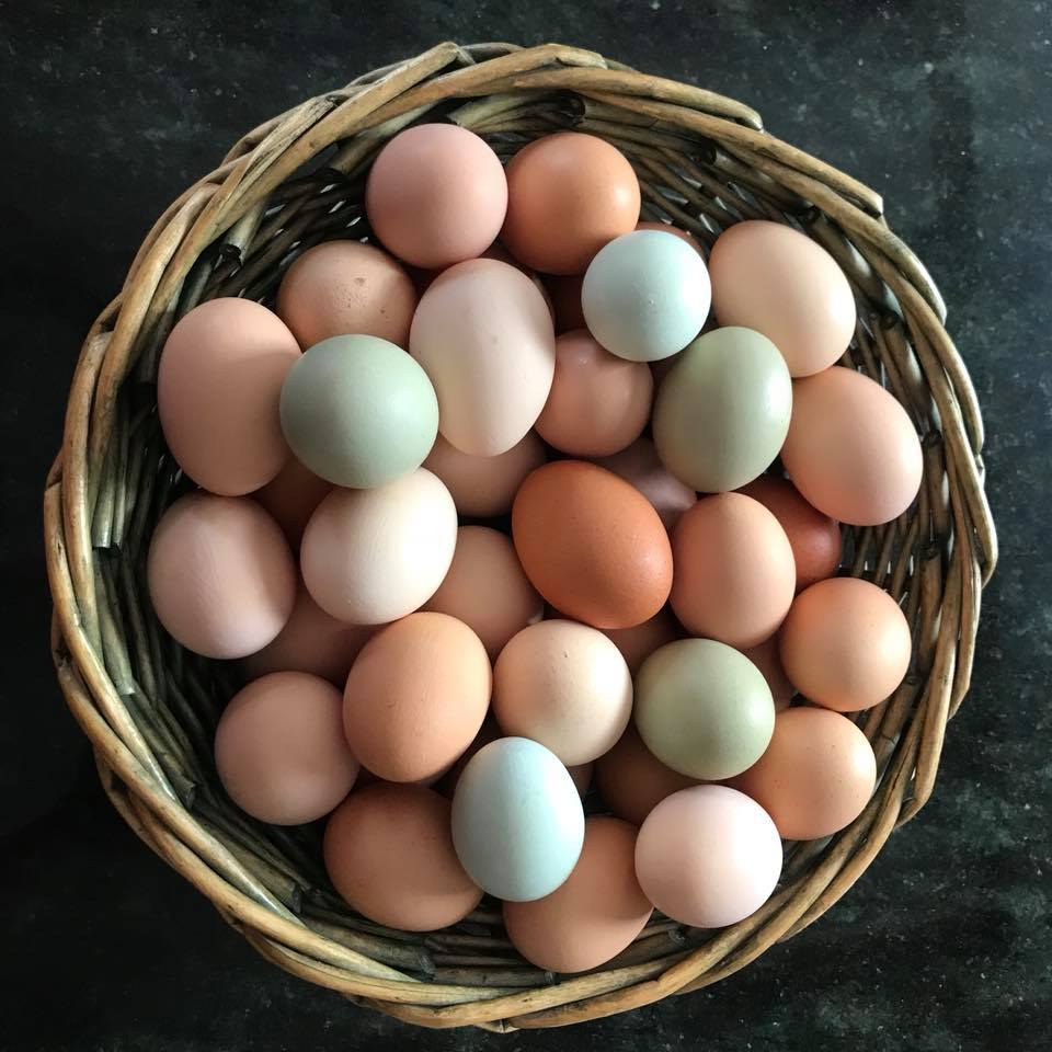 Ferme Patch | 328 Chemin Stagecoach, Brome, QC J0E 1K0, Canada | Phone: (450) 775-8698