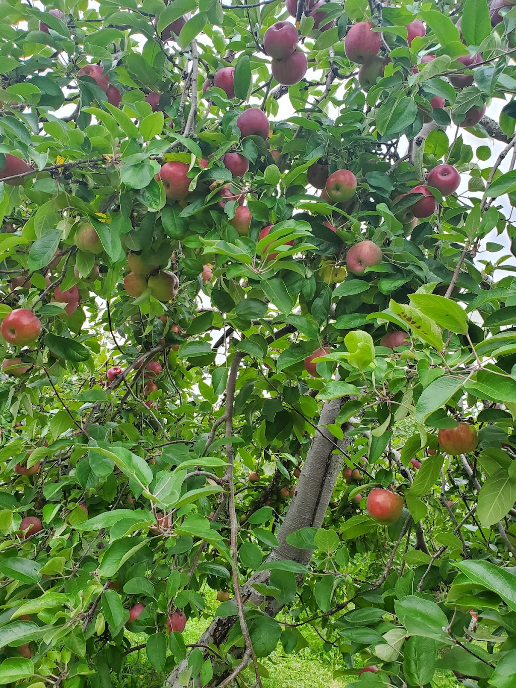 Le Verger Goguen U-Pick | 404 Whites Settlement Rd, Cocagne, NB E4R 3P5, Canada | Phone: (506) 576-3924