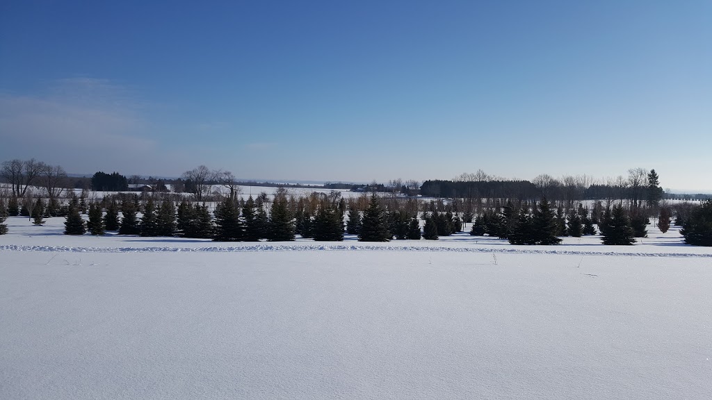 Beveridge Tree Farms | 1619 14 Line, Gilford, ON L0L 1R0, Canada | Phone: (844) 775-0162