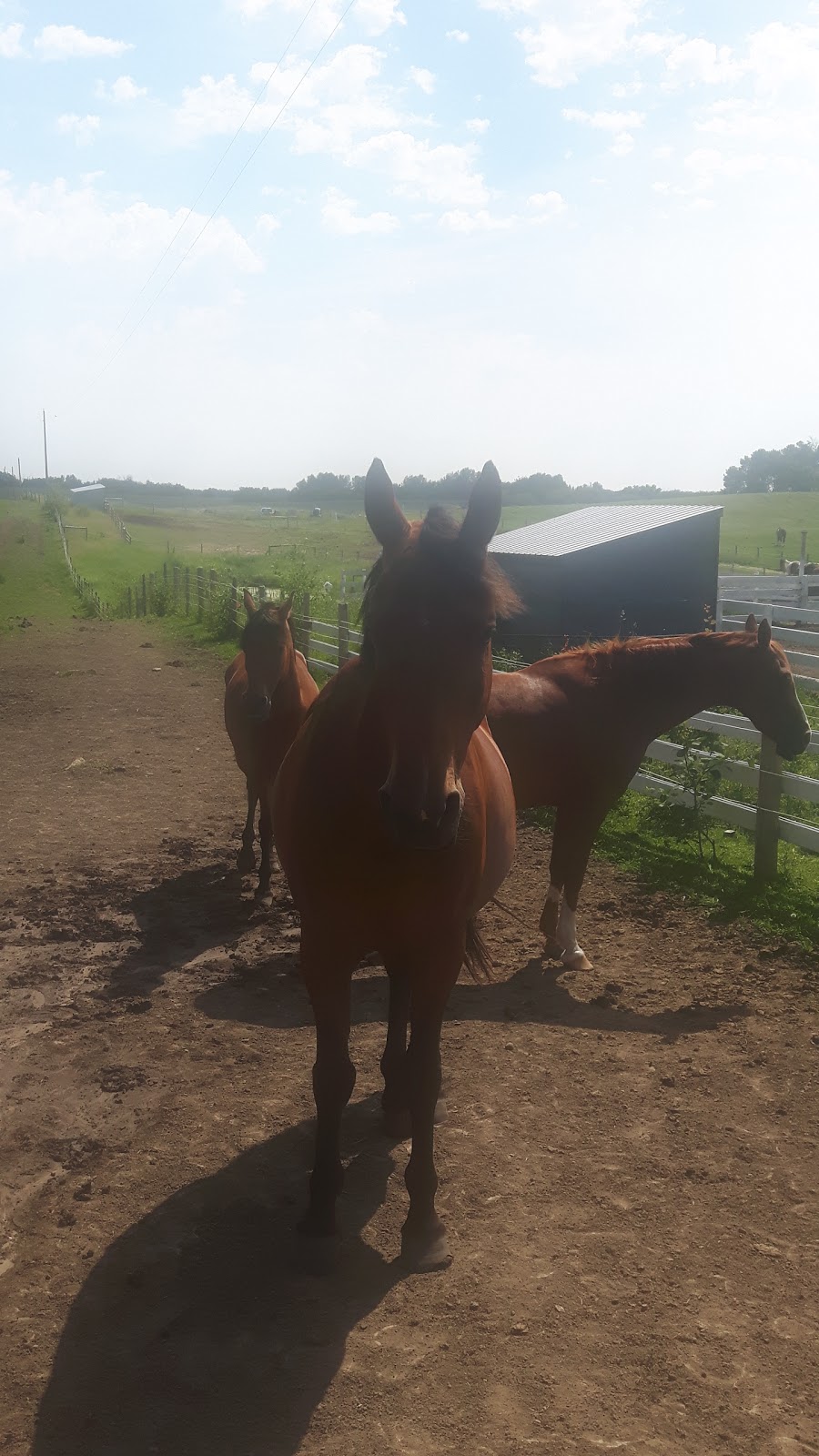 Coal Lake Stables | 48167, Range Rd 235, Millet, AB T0C 1Z0, Canada | Phone: (780) 387-1889
