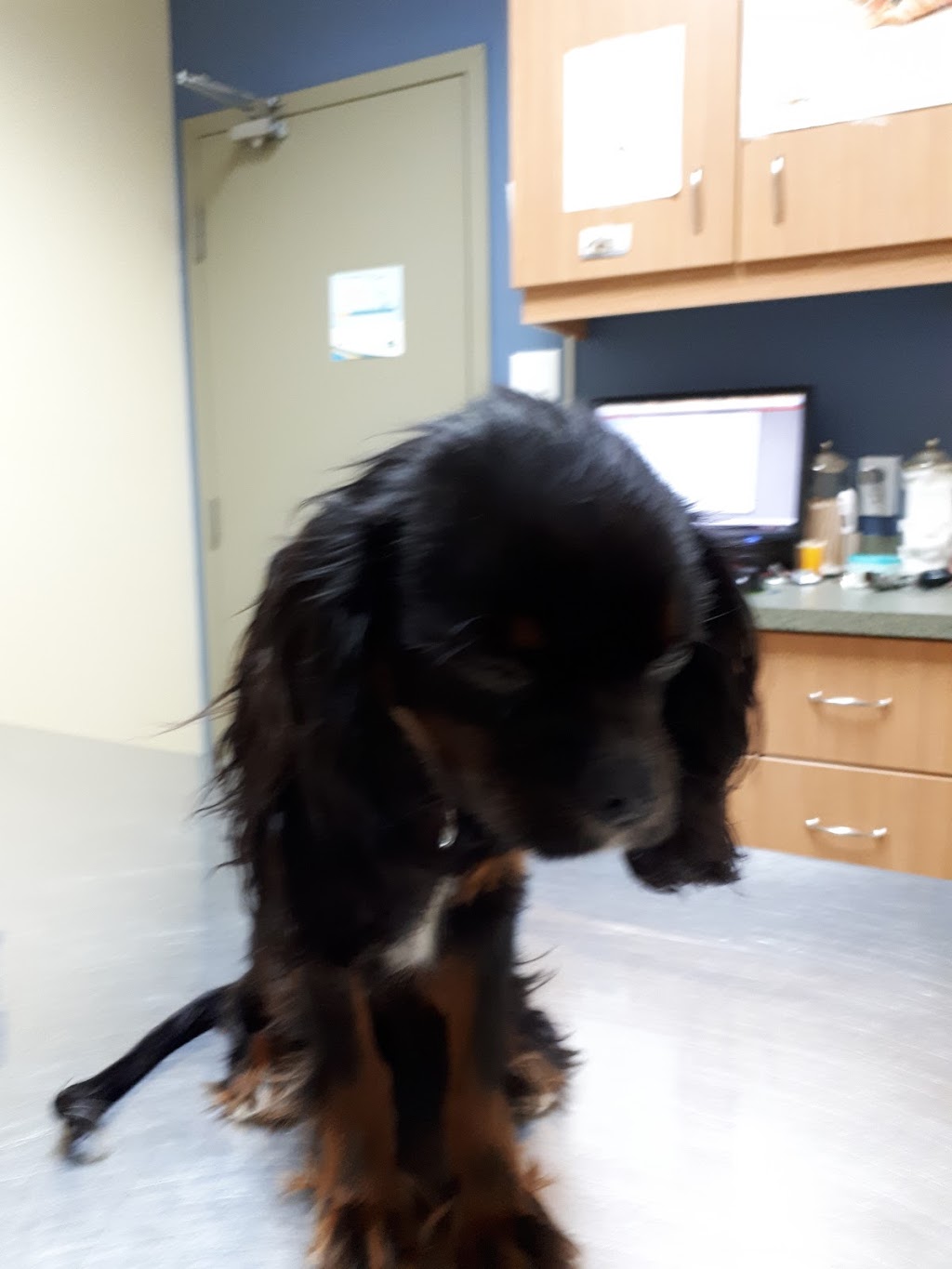 Clinique Vétérinaire Vétérivi (9215-4590 qué inc) | 152 QC-116, Richmond, QC J0B 2H0, Canada | Phone: (819) 826-3627