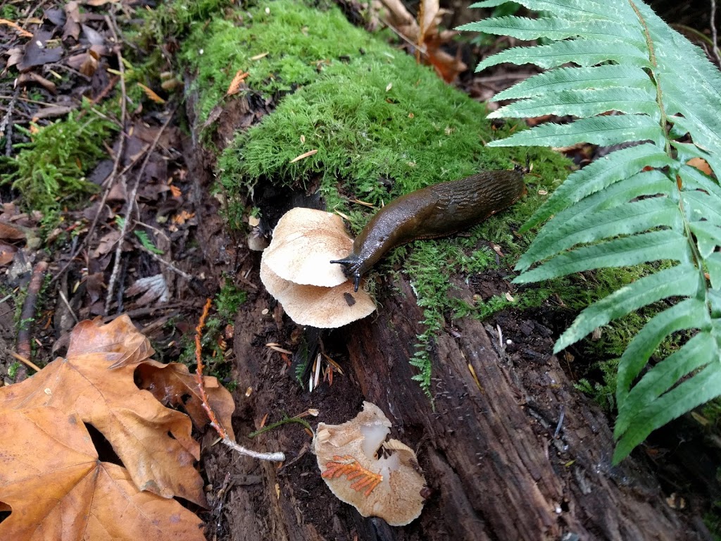 North Lake Whatcom Trail | Bellingham, WA 98226, USA | Phone: (360) 778-5850