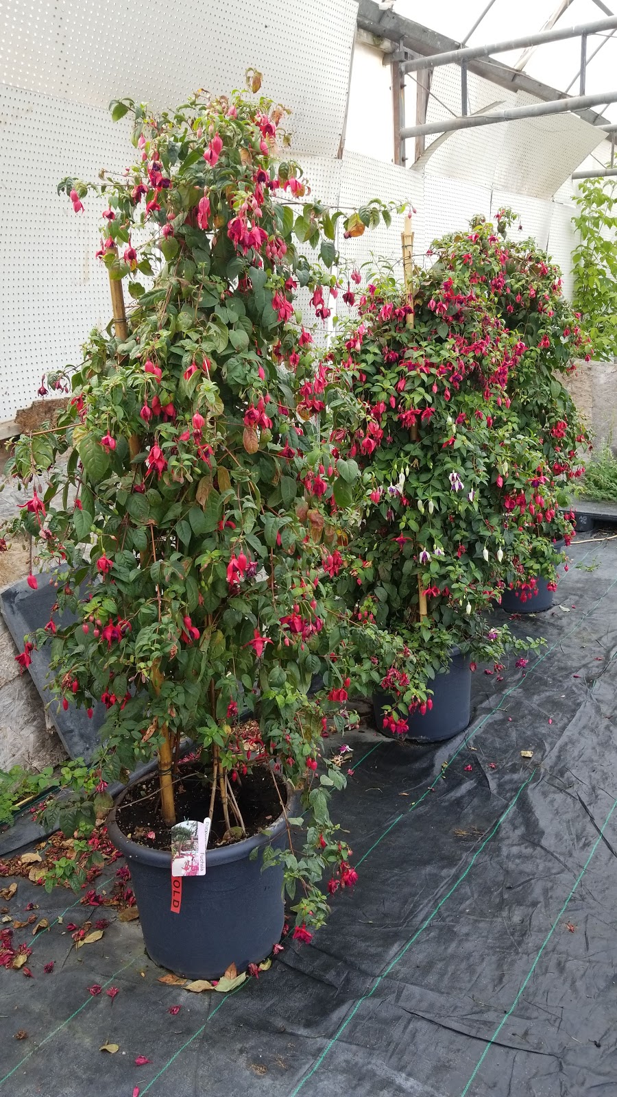 LEES GARDEN | 11530 McCowan Rd, Whitchurch-Stouffville, ON L4A 7X5, Canada | Phone: (647) 295-5850