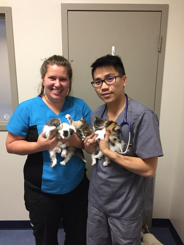 West Springs Veterinary Hospital | 917 85 St SW, Calgary, AB T3H 5Z9, Canada | Phone: (403) 249-7387
