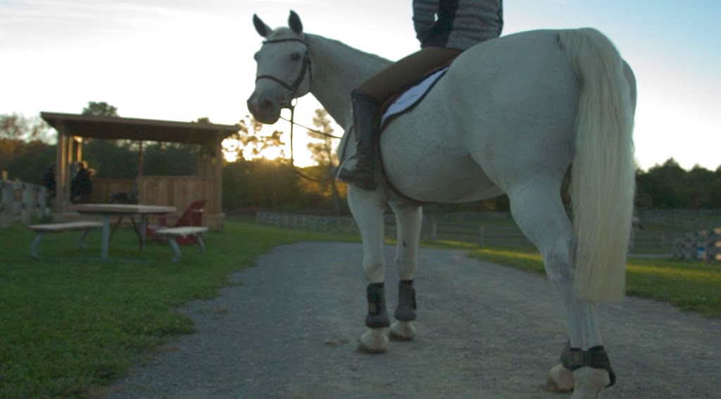 The Meadows Equine | 2495 Lloydtown Aurora Side Road, King City, ON L7B 1A3, Canada | Phone: (905) 841-9879