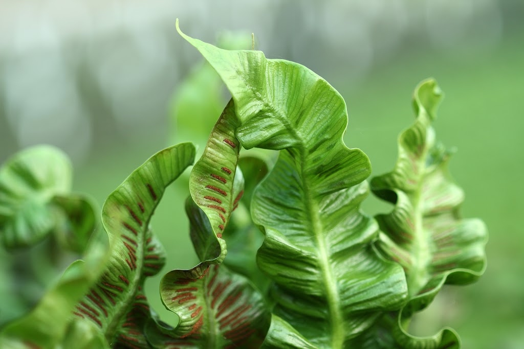 Harster Greenhouses | 250 Hamilton Regional Rd 8, Hamilton, ON L9H 5E1, Canada | Phone: (905) 628-2430