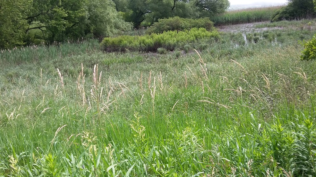 McLaughlin Bay Wildlife Reserve - Second Marsh Wildlife Area | Beaton, Oshawa, ON, Canada