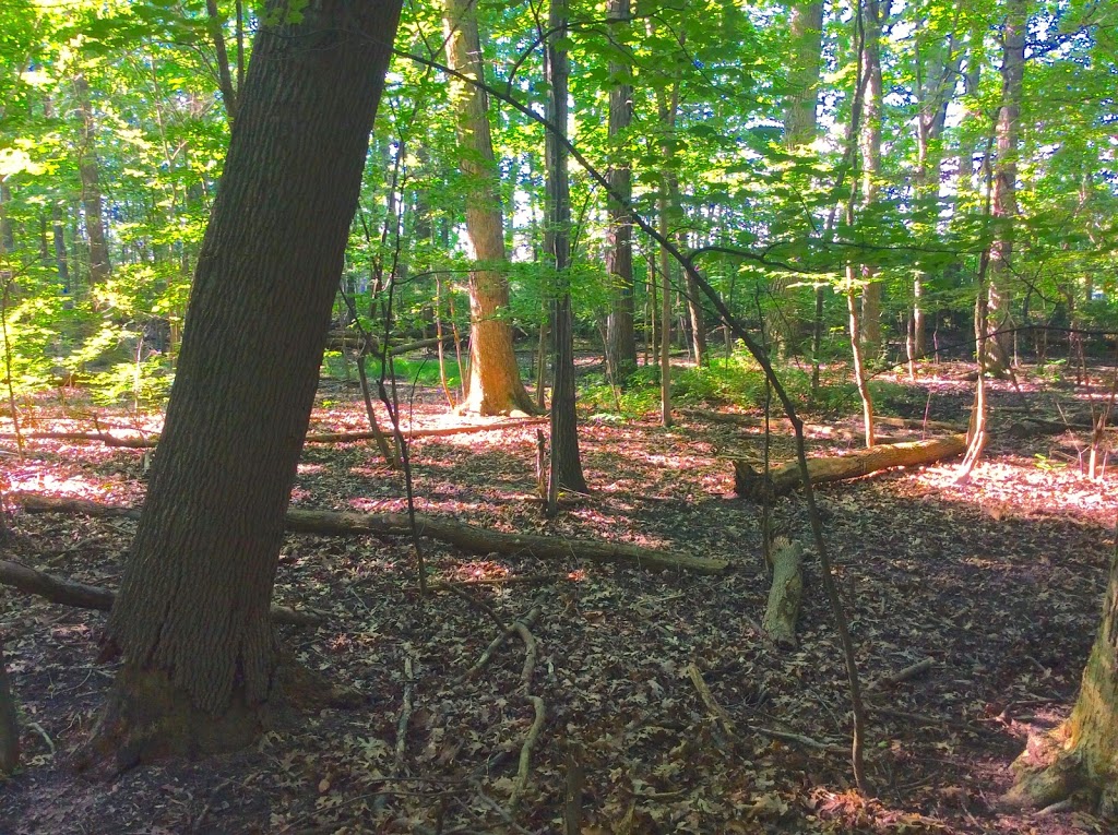 Alice Moore Woods Nature Sanctuary | 999 Stratford Rd, St Clair, MI 48079, USA | Phone: (517) 655-5655