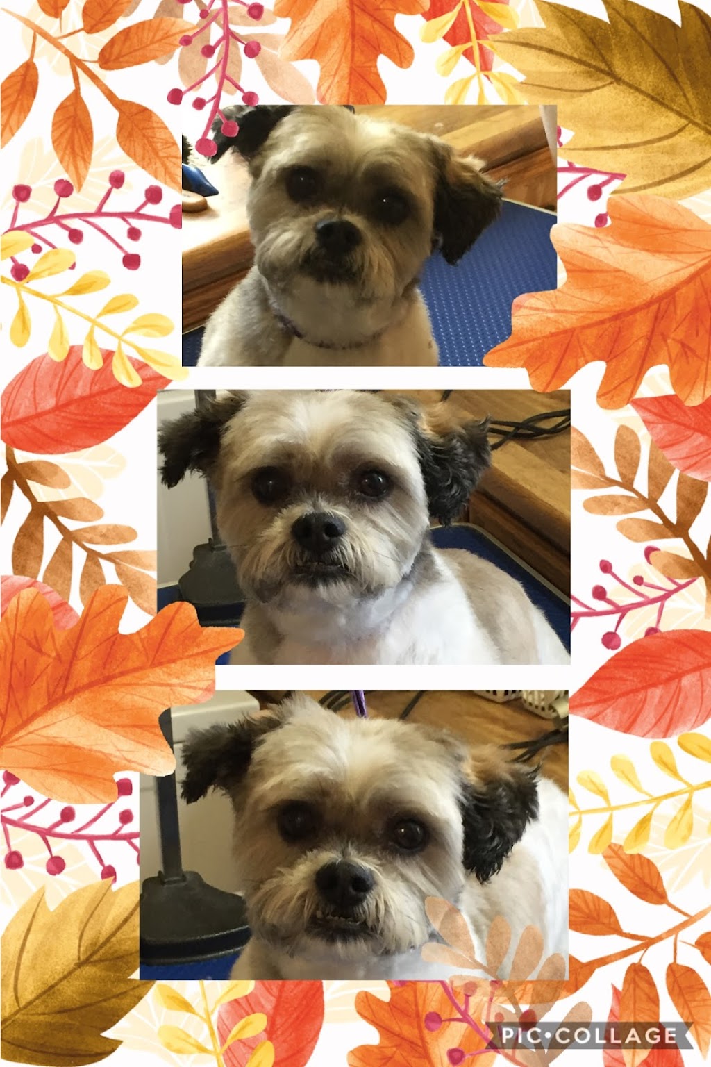 Paw Prints Grooming | Box 301, 15 Roberts Ave, Sandy Hook, MB R0C 2W0, Canada | Phone: (204) 223-2678