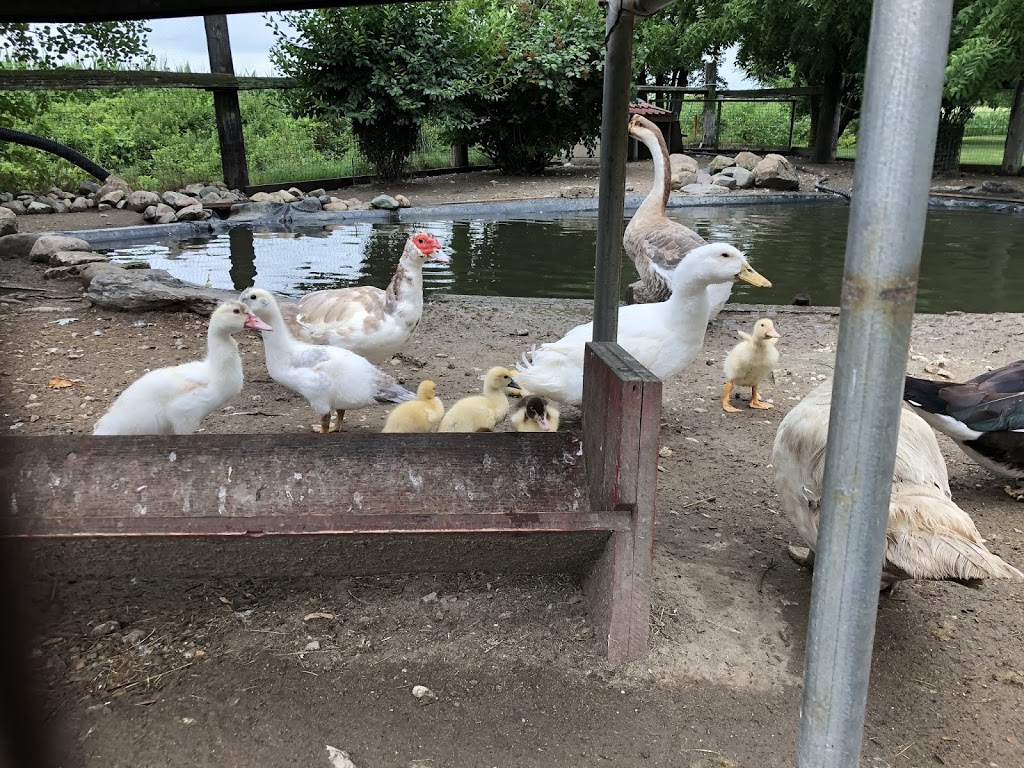 Duck Pond Bed & Breakfast Cottage | RR5, 901 Mersea Rd 7, Leamington, ON N8H 3V8, Canada | Phone: (519) 999-9945