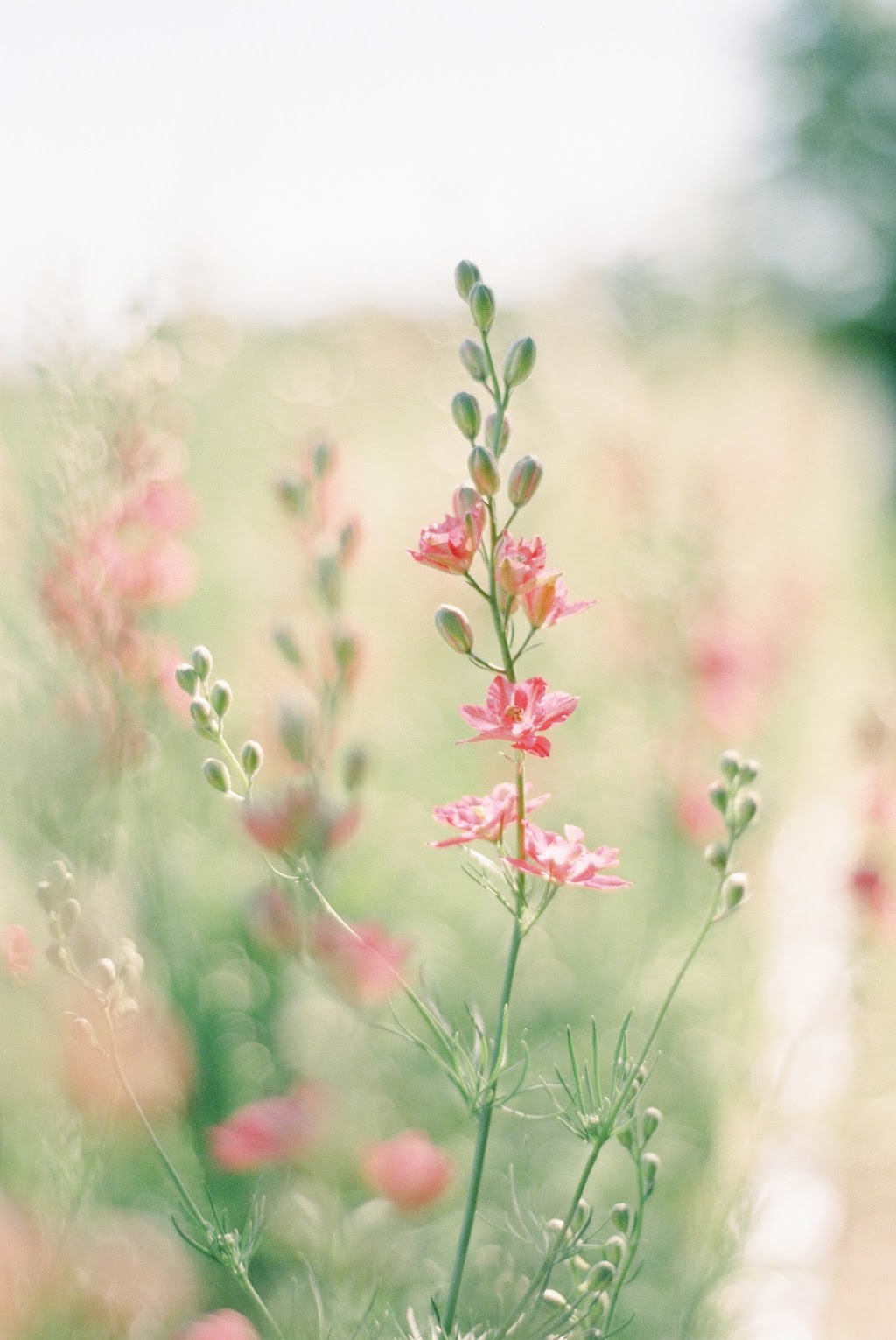 Petit Flower Farm | 4108 ON-24, Waterford, ON N0E 1Y0, Canada | Phone: (519) 865-7050