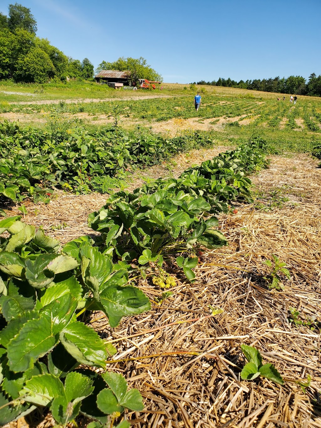 R Family Farm | 3560 3 Line, Cookstown, ON L0L 1L0, Canada | Phone: (705) 812-2373