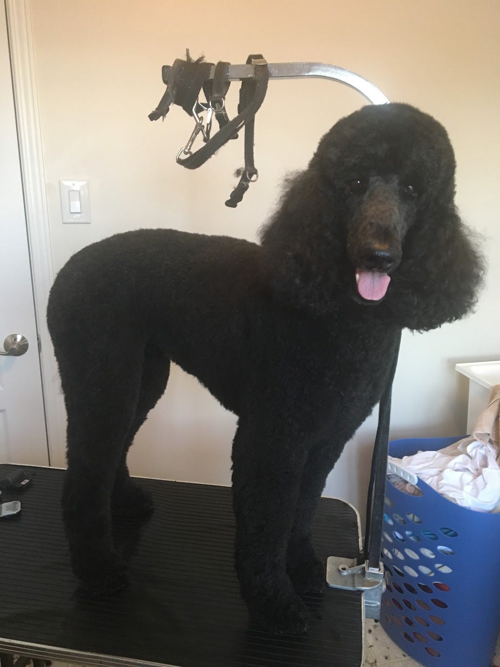 Andreas Mobile Grooming | Almonte, ON K0A 1A0, Canada | Phone: (613) 256-6624