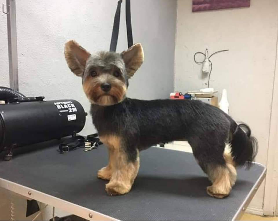 Follow your paws grooming salon | 90 Huron St, Guelph, ON N1E 5L6, Canada | Phone: (226) 339-7692