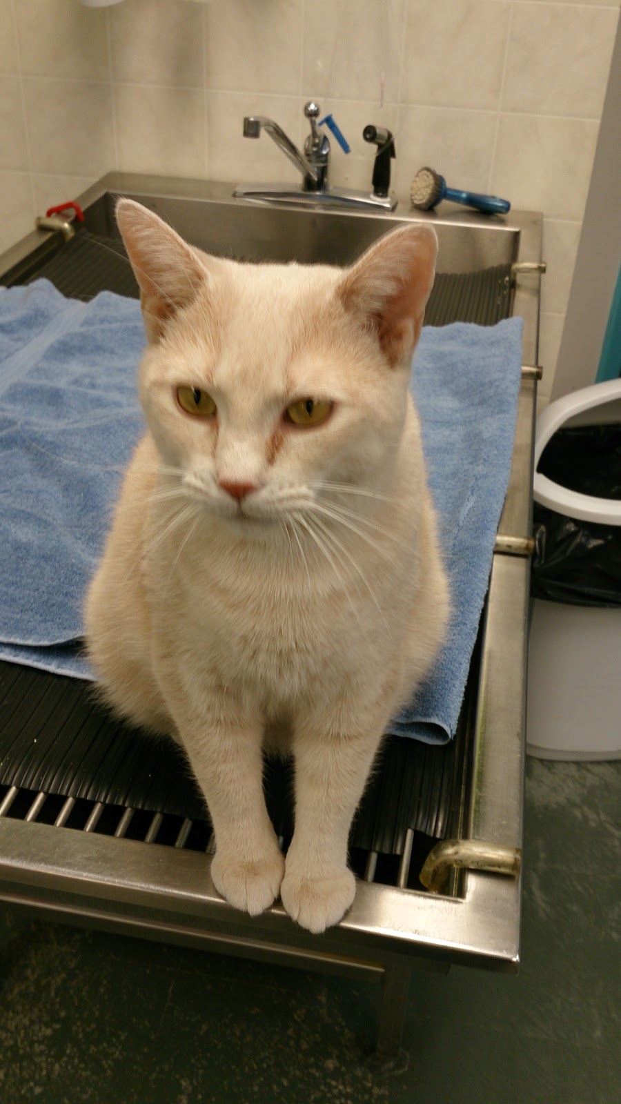 Brealey Drive Animal Clinic | 1789 Stenson Blvd, Peterborough, ON K9K 2H4, Canada | Phone: (705) 741-2322