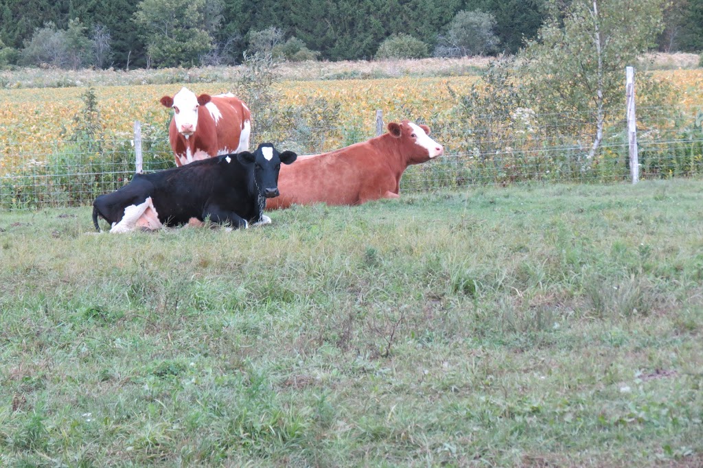 Ferme Rosa | 953 1e Rang, Val-Alain, QC G0S 3H0, Canada | Phone: (418) 744-1313