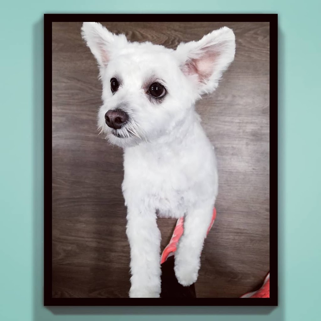 Howling Hounds Grooming | 26 Burns Cir, Barrie, ON L4N 5J8, Canada | Phone: (705) 241-5774